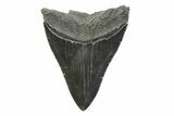 Serrated, Fossil Megalodon Tooth - South Carolina #341404-1